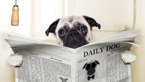dog-newspaper-1col.png