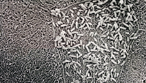 Resistent-E.-coli-rises_photo-Sokurenko-Lab_1col.jpg
