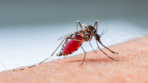 mosquito-1col.jpg